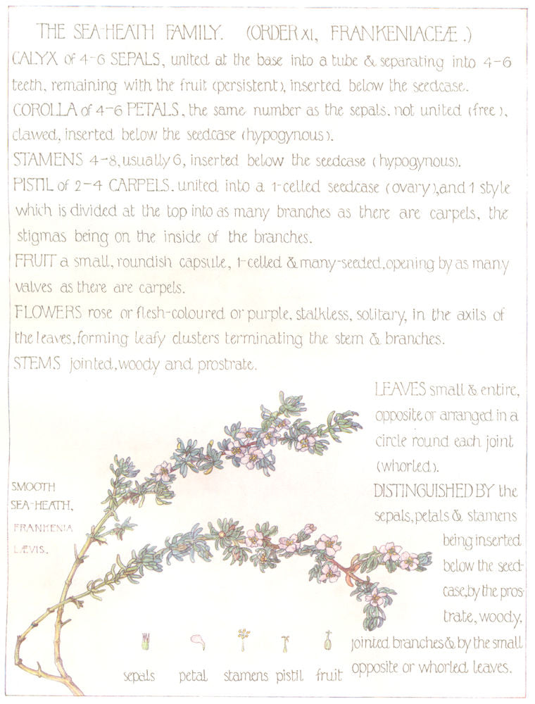FLOWERS. Sea-Heath family. Frankeniaceae. Smooth Sea Health 1907 old print